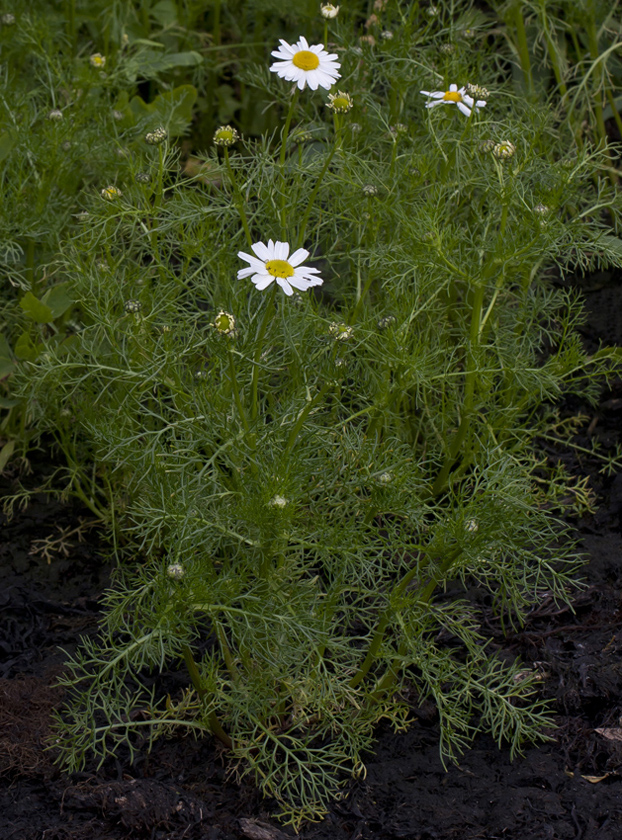 Изображение особи Tripleurospermum subpolare.