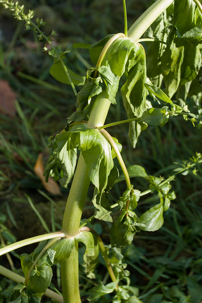 Image of Veronica anagallis-aquatica specimen.