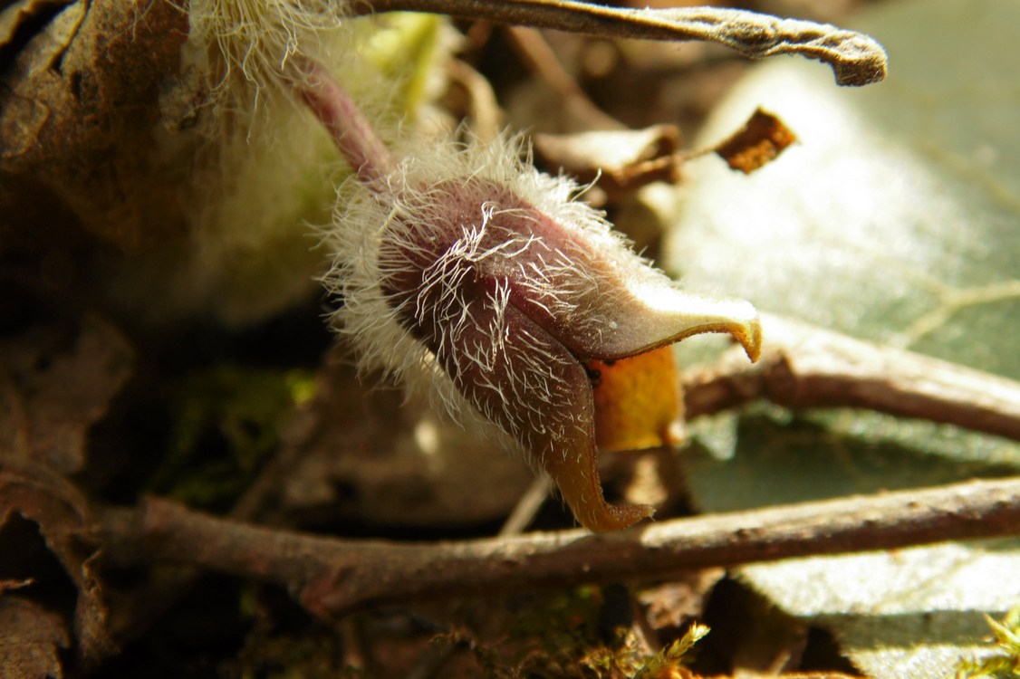 Image of Asarum europaeum specimen.