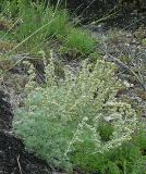 Artemisia caucasica