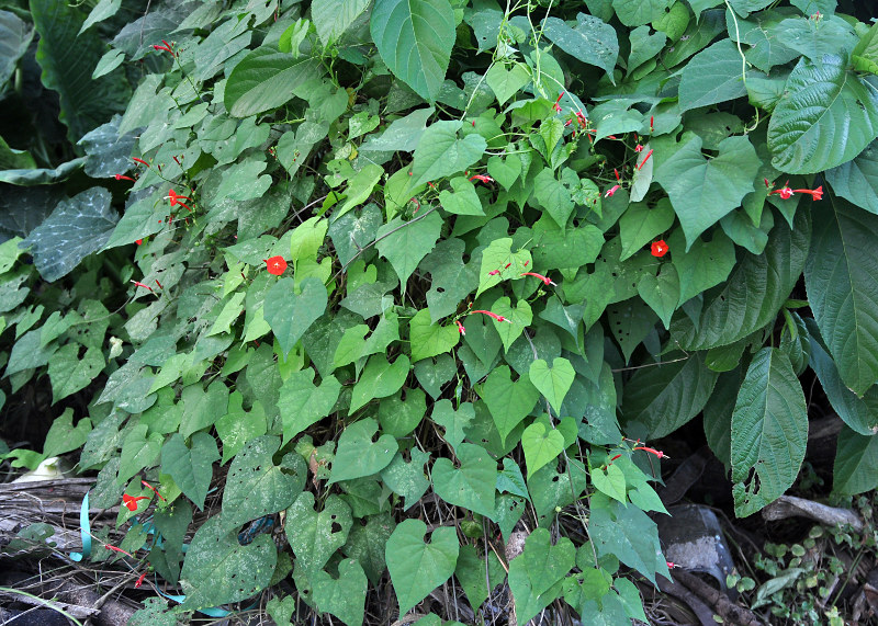 Image of Ipomoea hederifolia specimen.