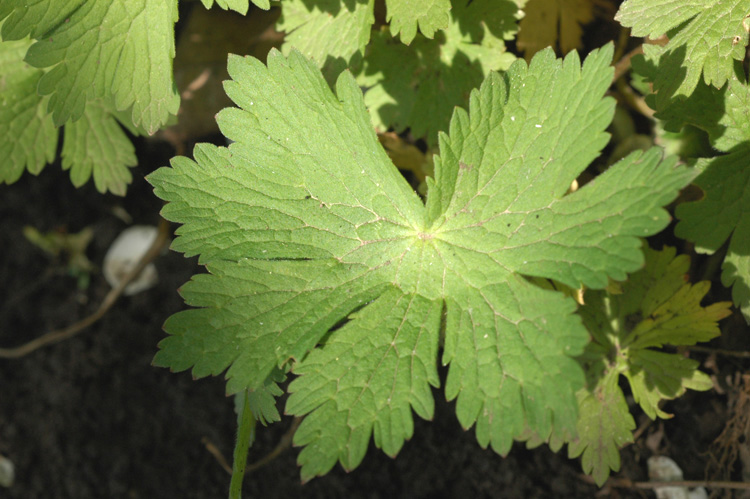 Изображение особи Geranium phaeum.