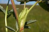 Comarum palustre. Часть стебля с прилистниками. Новгородская обл., г. Боровичи, Бобровские горы, заболоченный луг. 28.06.2015.