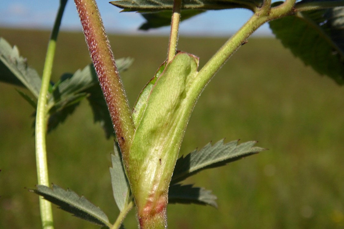 Image of Comarum palustre specimen.