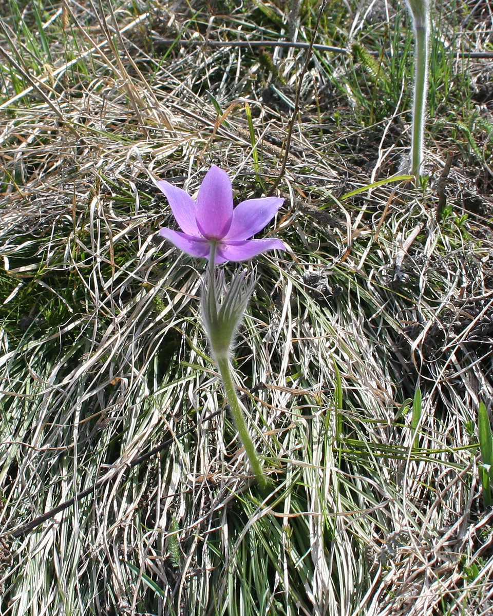 Image of Pulsatilla multifida specimen.