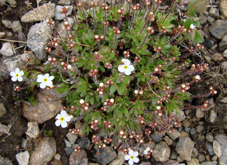 Image of Androsace lehmanniana specimen.