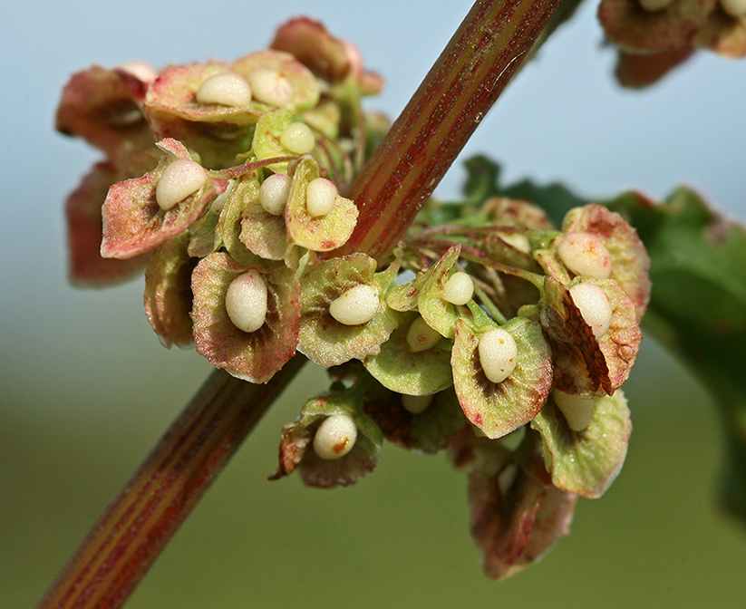 Изображение особи Rumex crispus.