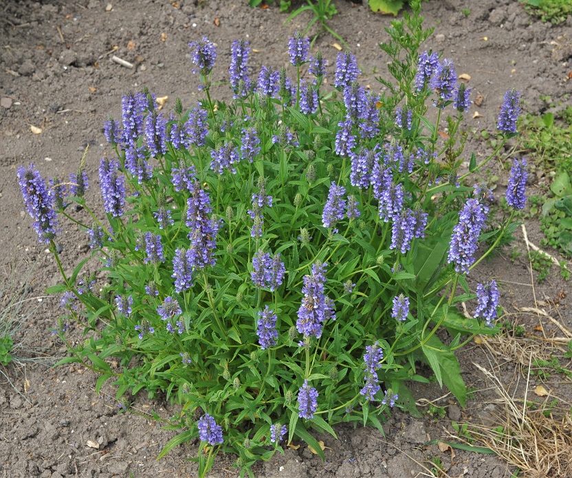 Изображение особи Nepeta nervosa.