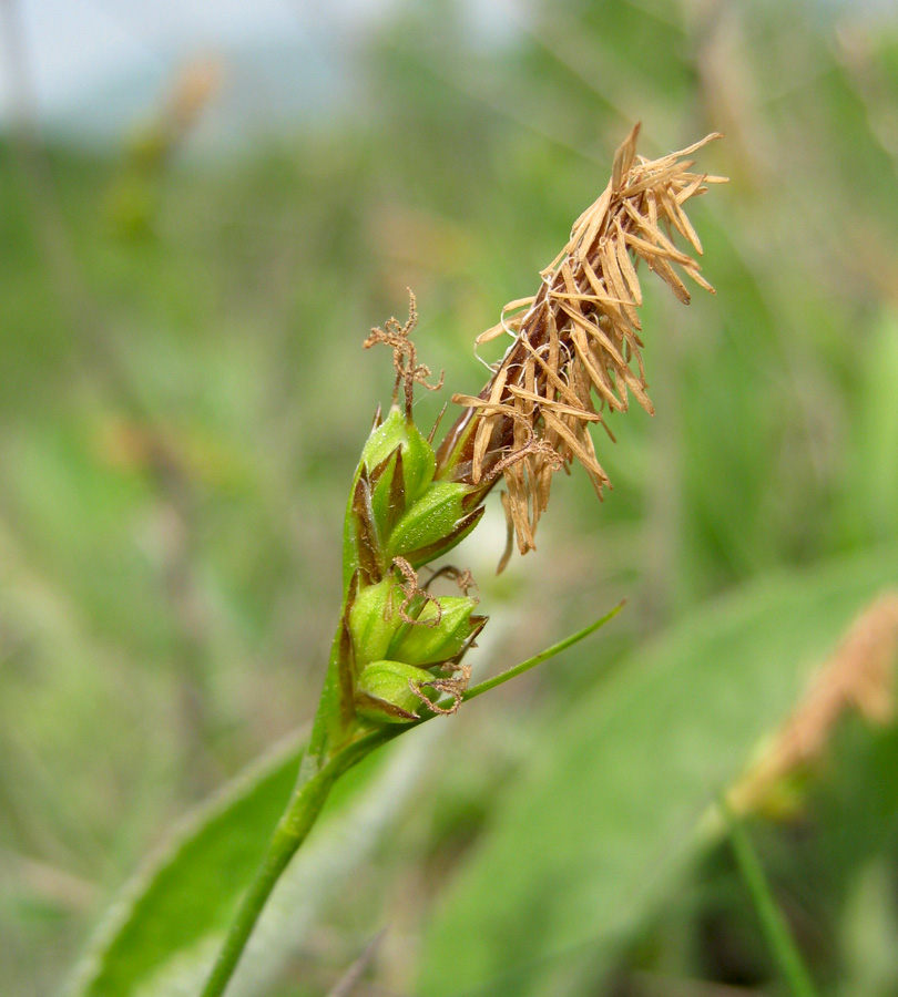 Image of Carex halleriana specimen.