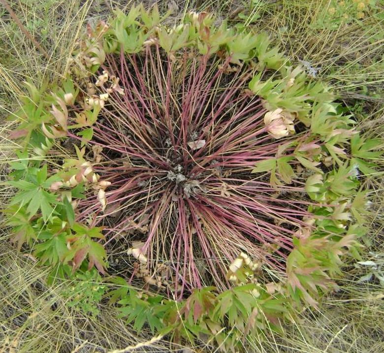 Image of Pulsatilla patens specimen.