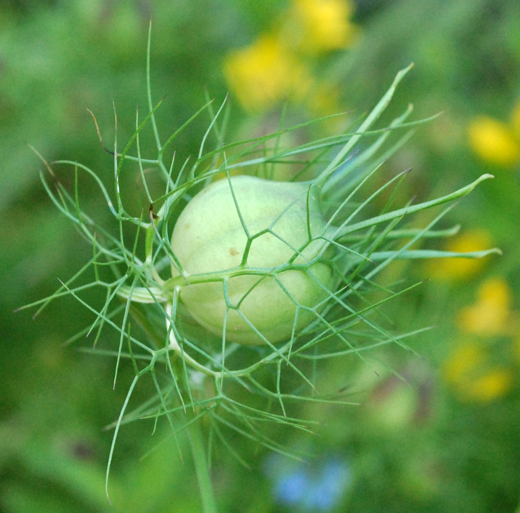 Image of Nigella damascena specimen.