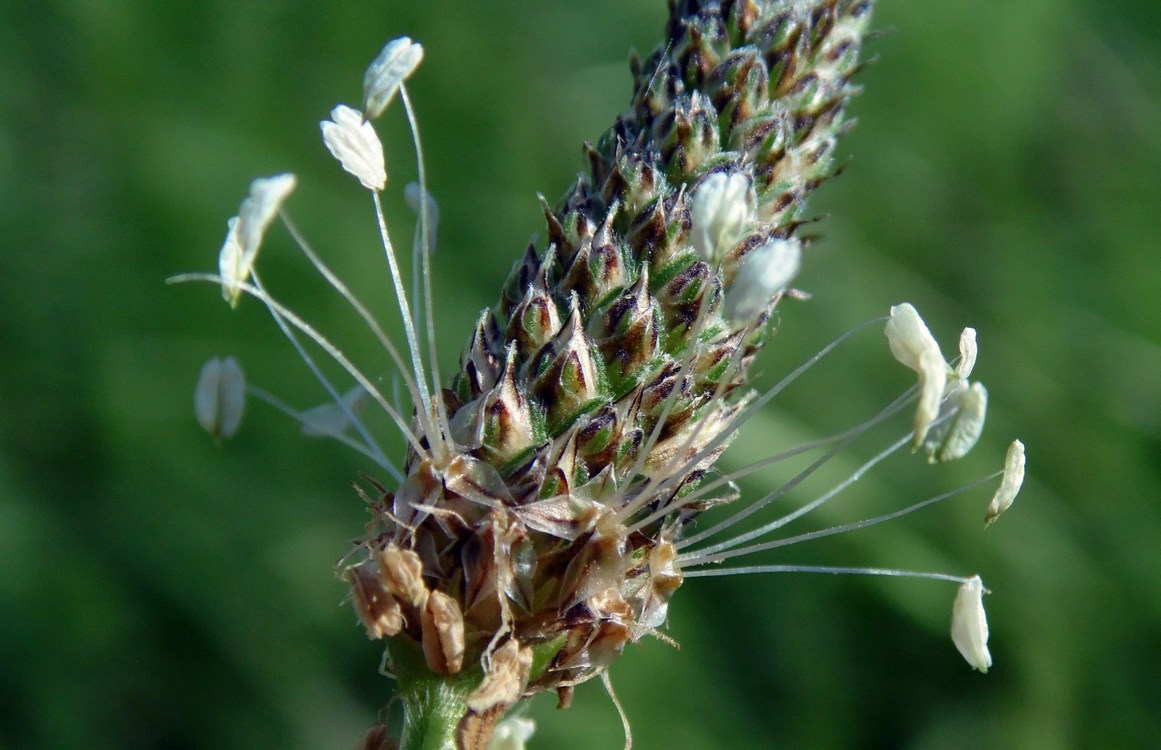 Изображение особи Plantago lanceolata.