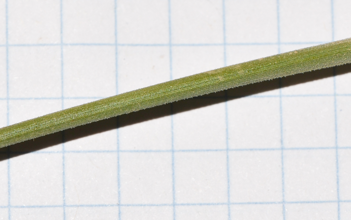 Image of Ephedra foliata specimen.