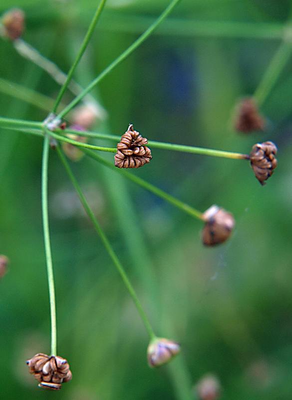 Image of Alisma plantago-aquatica specimen.