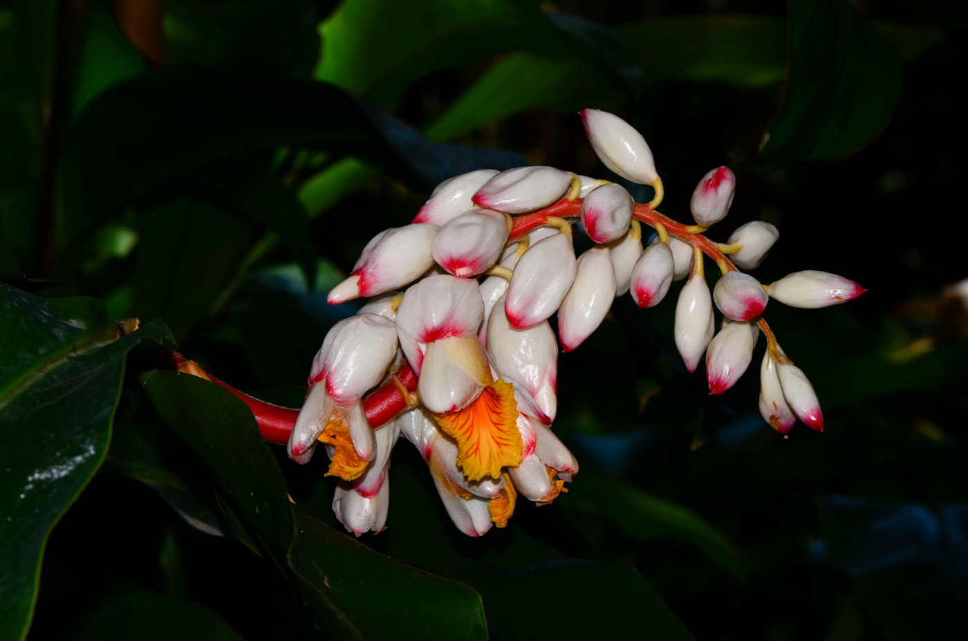 Image of Alpinia zerumbet specimen.