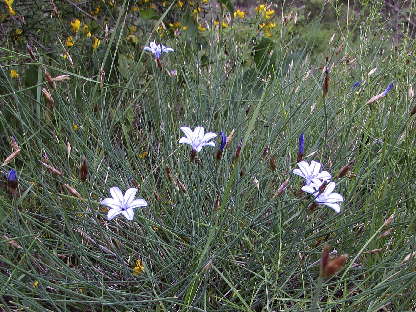 Изображение особи Aphyllanthes monspeliensis.