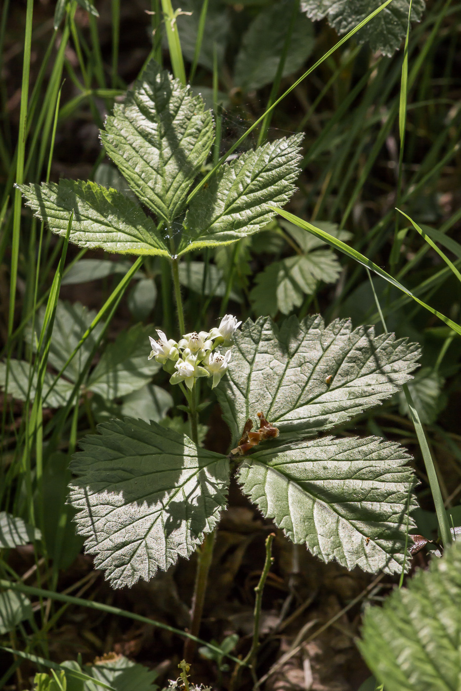 Изображение особи Rubus saxatilis.