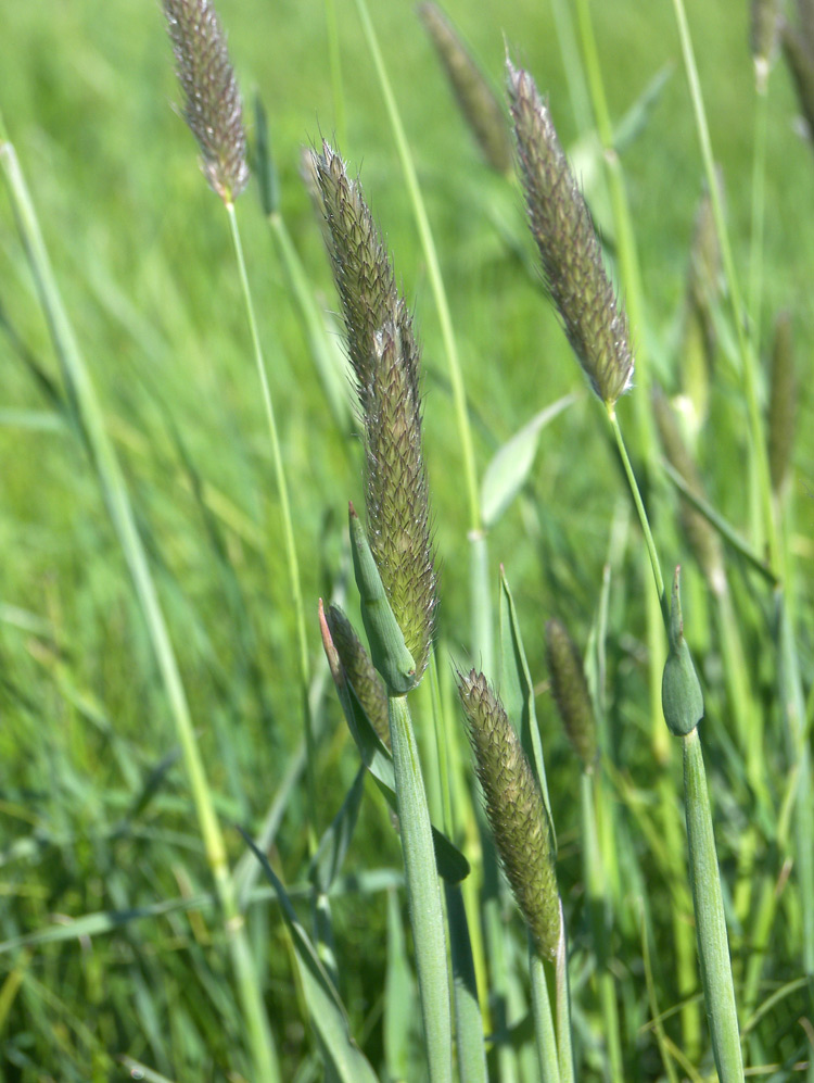 Image of Alopecurus arundinaceus specimen.