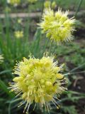 Allium obliquum