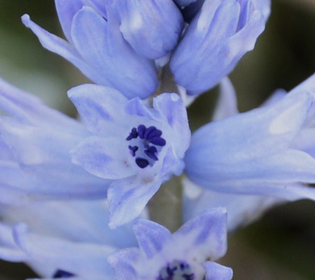 Image of Bellevalia hyacinthoides specimen.