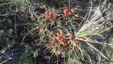 View full-size image Ephedra monosperma