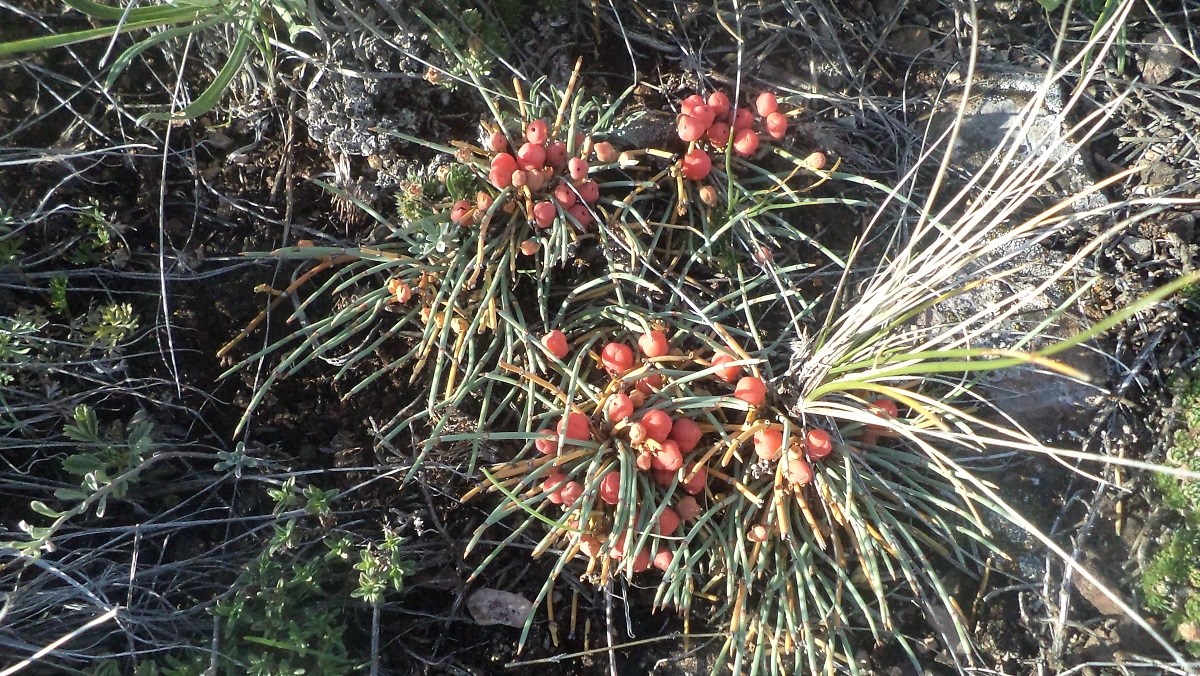 Image of Ephedra monosperma specimen.