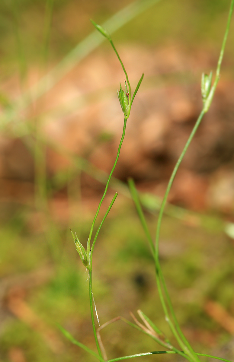 Image of Juncus ambiguus specimen.