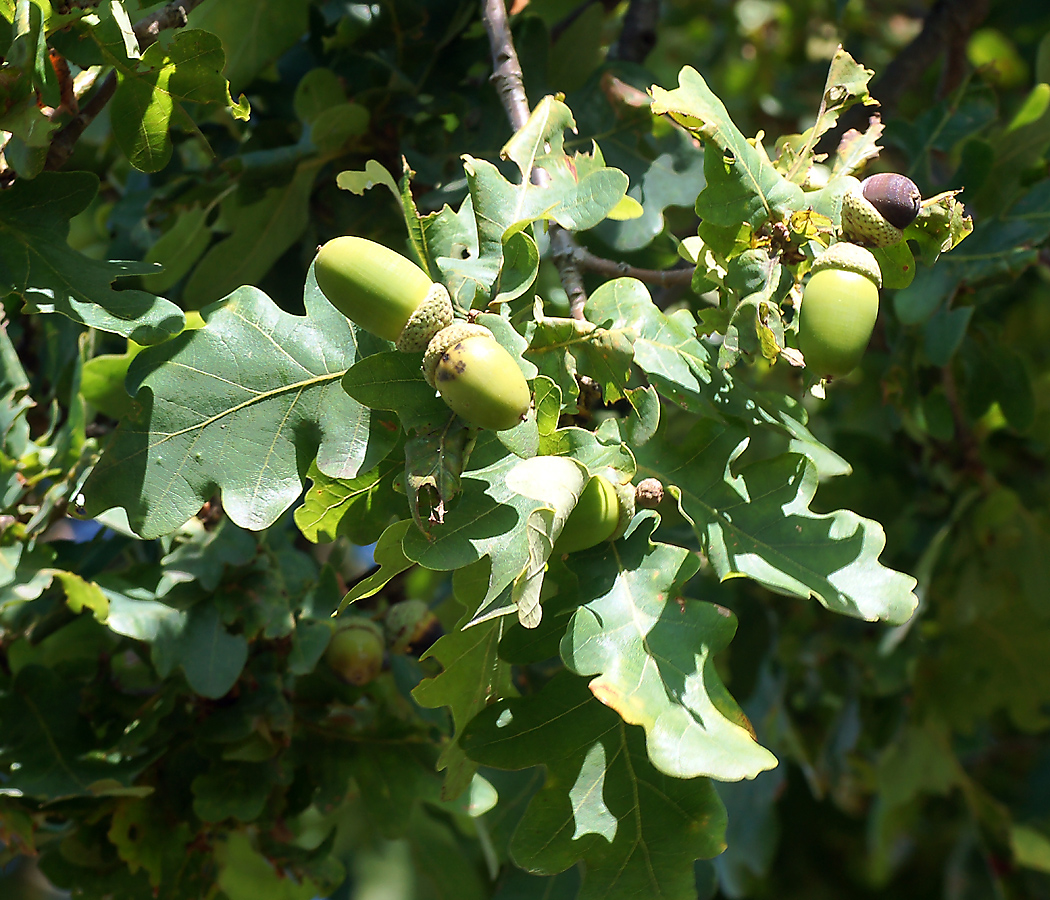 Изображение особи Quercus robur.