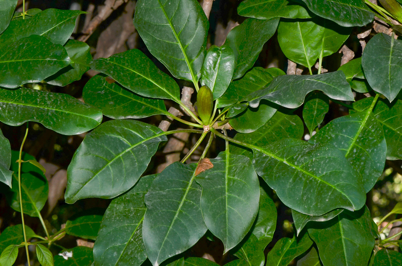 Image of Solandra maxima specimen.