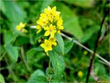 Lysimachia vulgaris