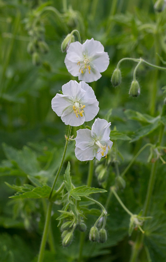 Image of Geranium phaeum specimen.