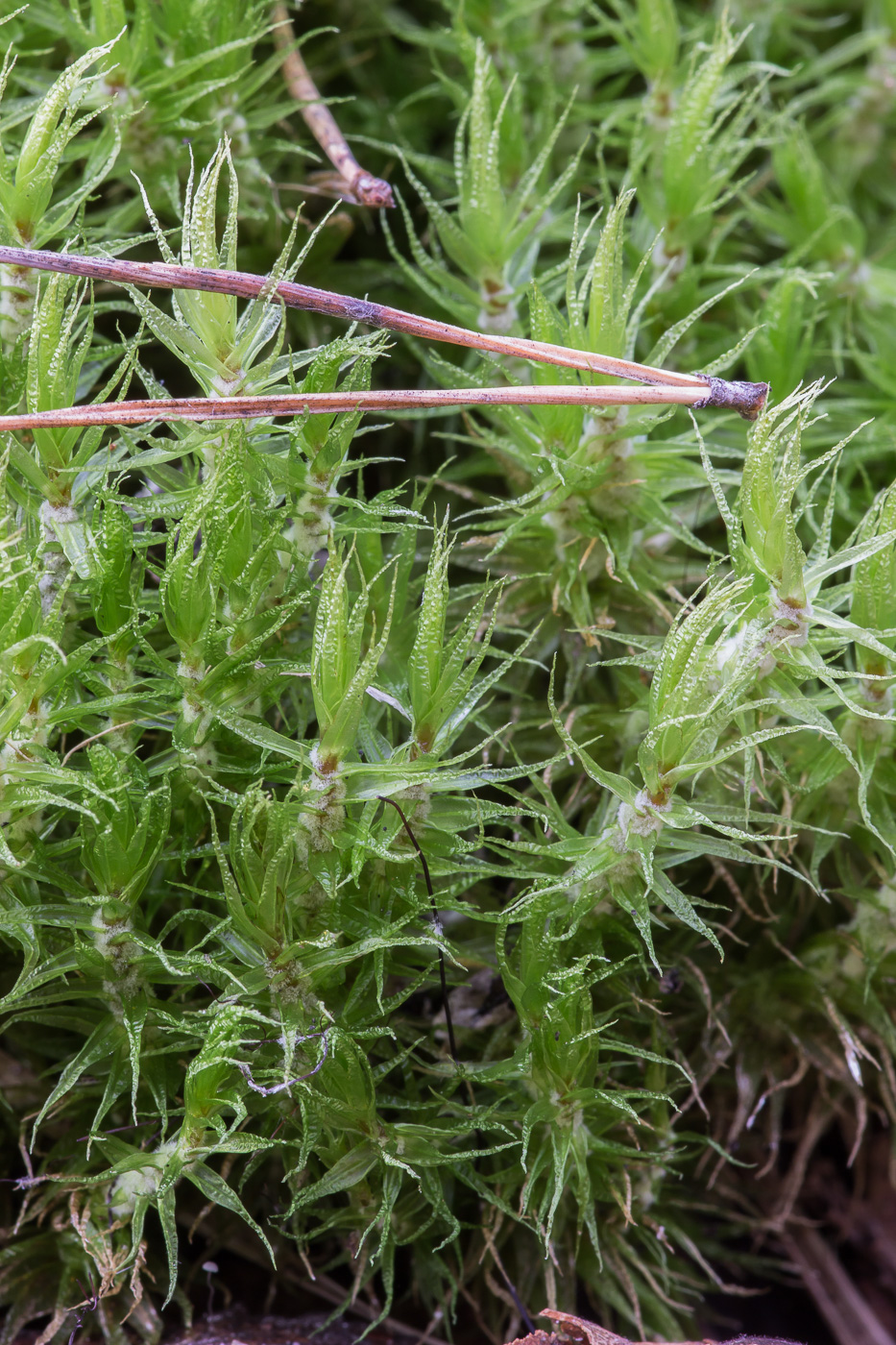 Image of Dicranum polysetum specimen.