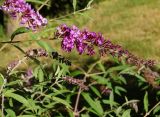 Buddleja davidii. Верхушки побегов с нераспустившимися и распускающимся соцветиями. Восточный Казахстан, г. Усть-Каменогорск, парк Жастар, в культуре. 03.09.2016.