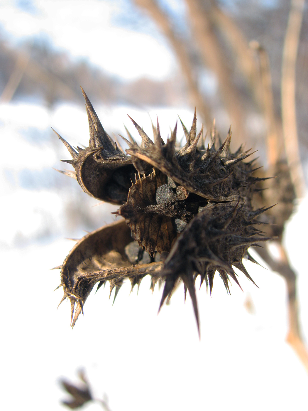 Изображение особи Datura stramonium.