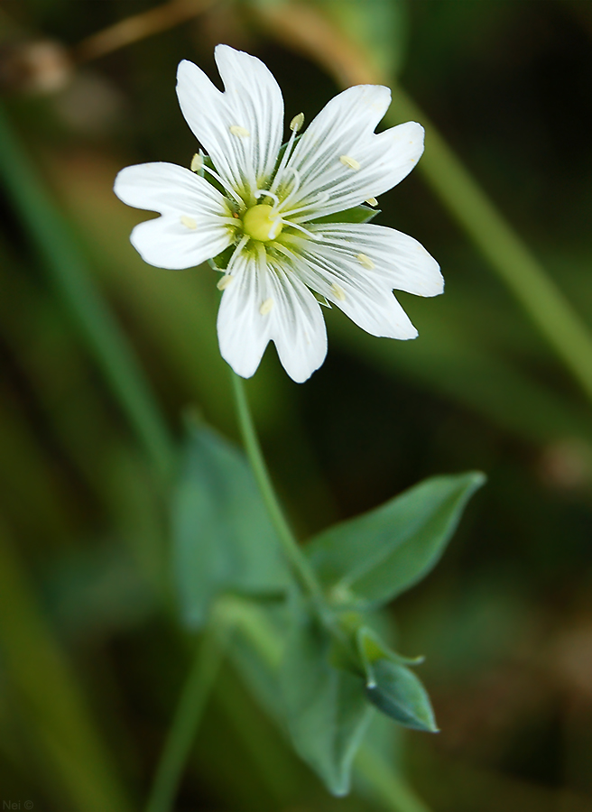 Изображение особи Cerastium davuricum.