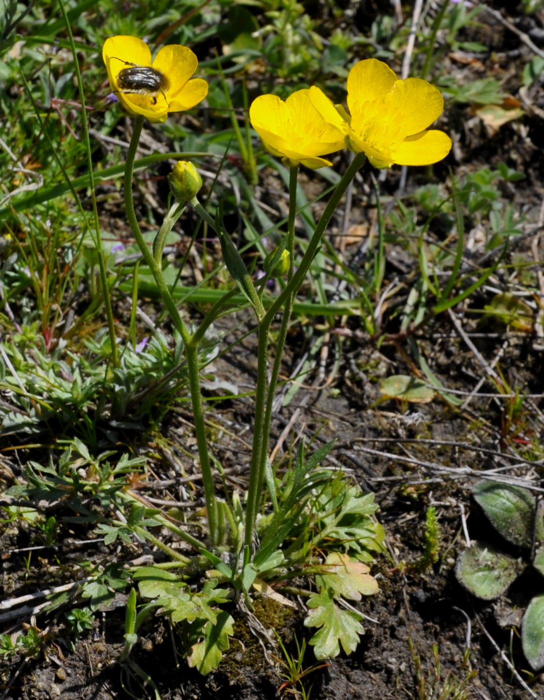 Image of genus Ranunculus specimen.