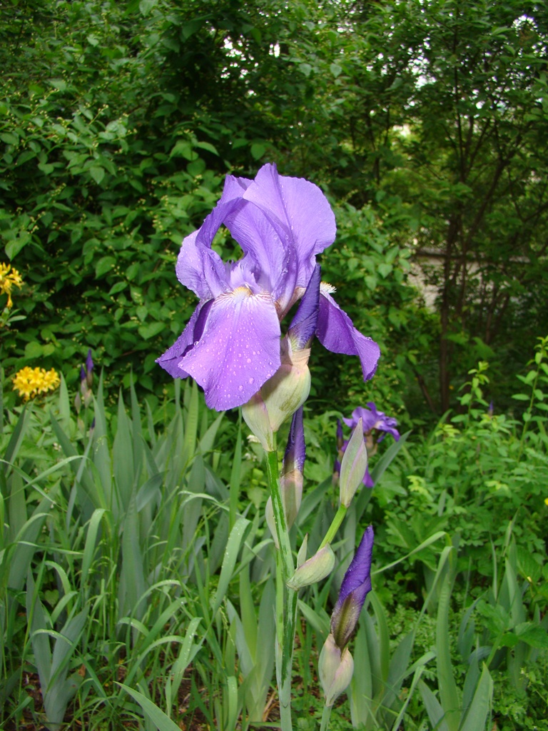 Изображение особи Iris nyaradyana.