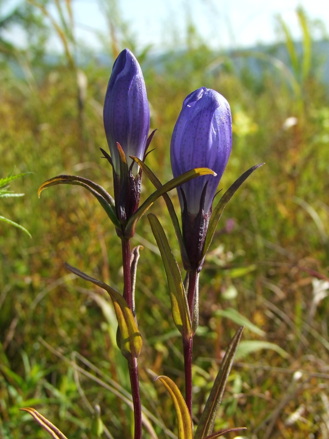 Image of Gentiana triflora specimen.