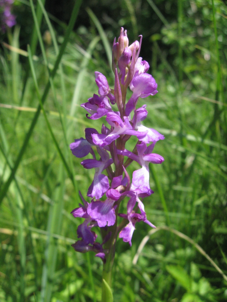 Image of Anacamptis laxiflora ssp. elegans specimen.