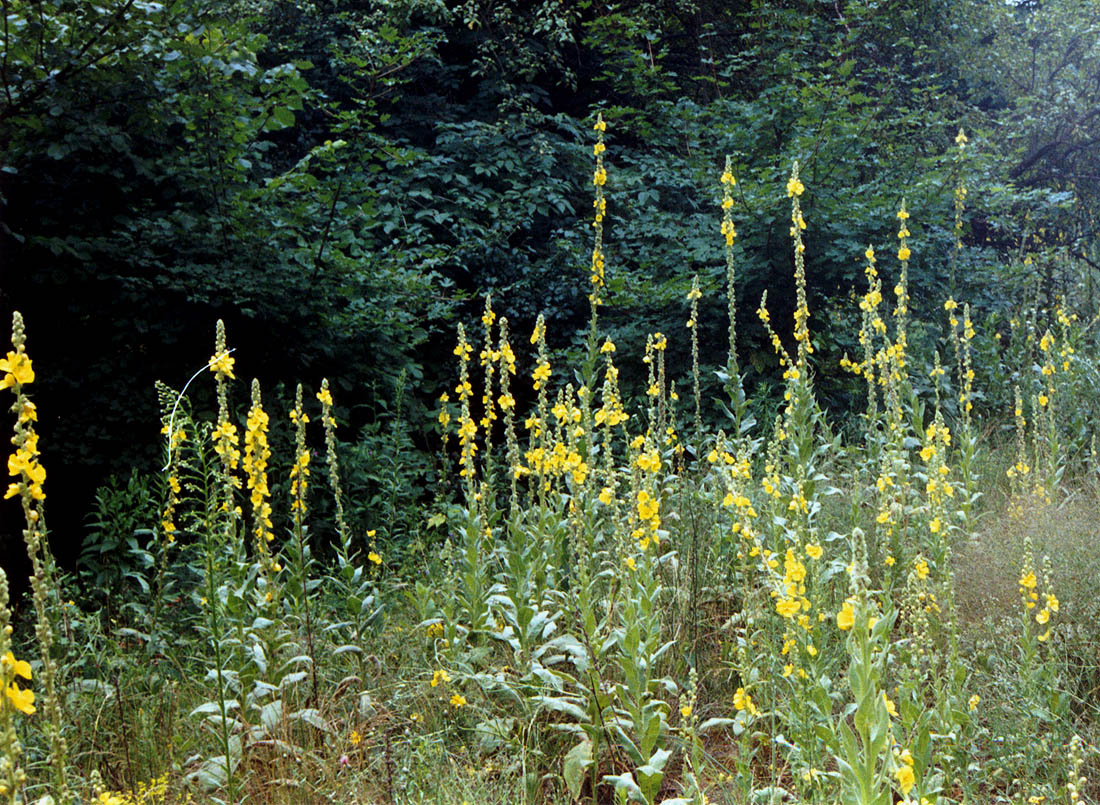 Image of Verbascum densiflorum specimen.