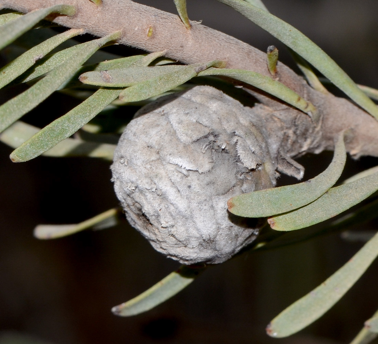 Image of Leucadendron galpinii specimen.