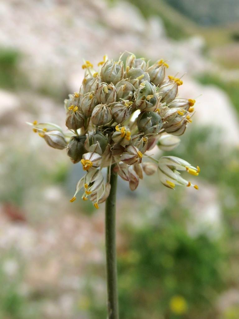 Image of Allium marmoratum specimen.