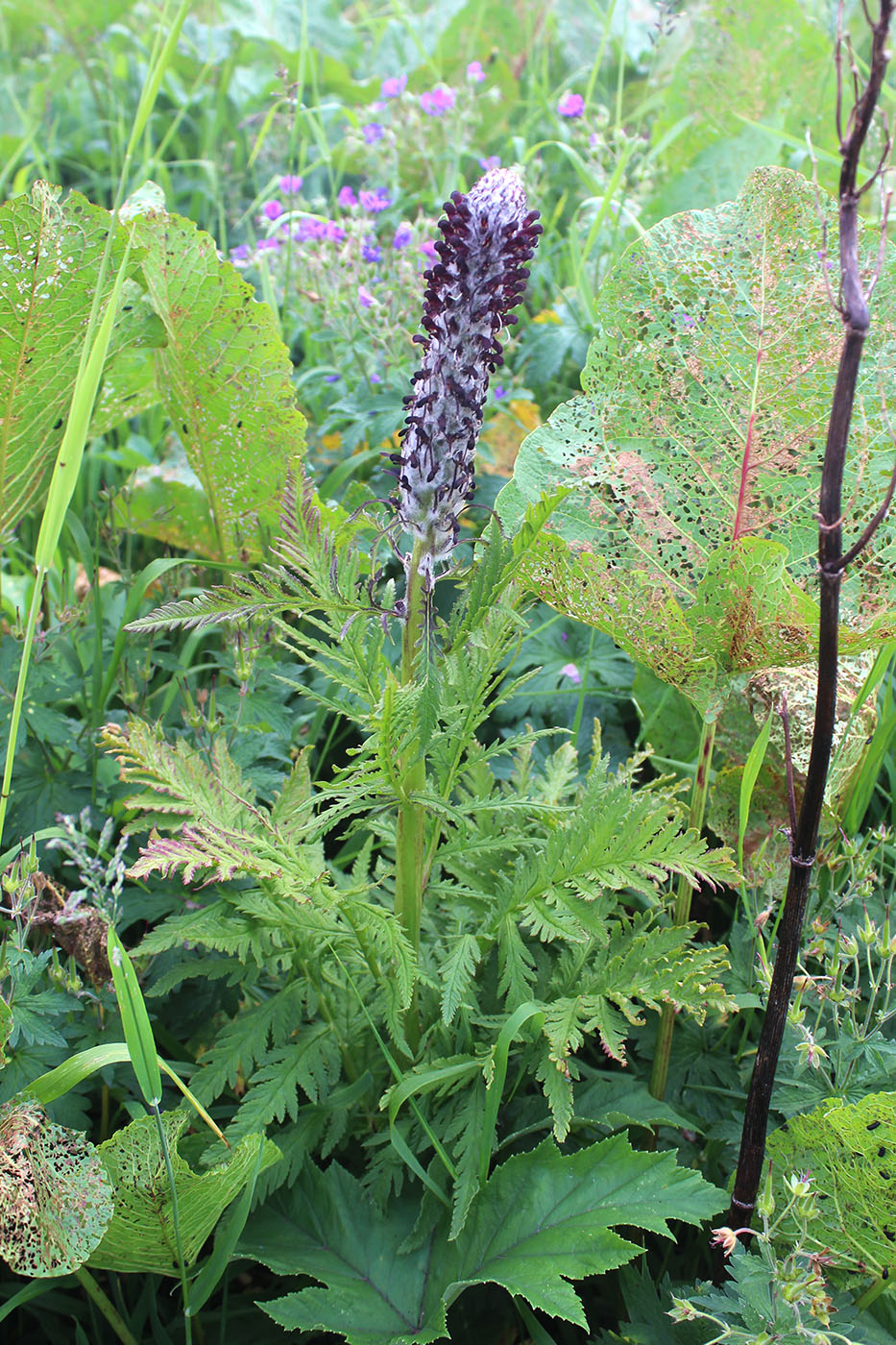 Image of Pedicularis atropurpurea specimen.