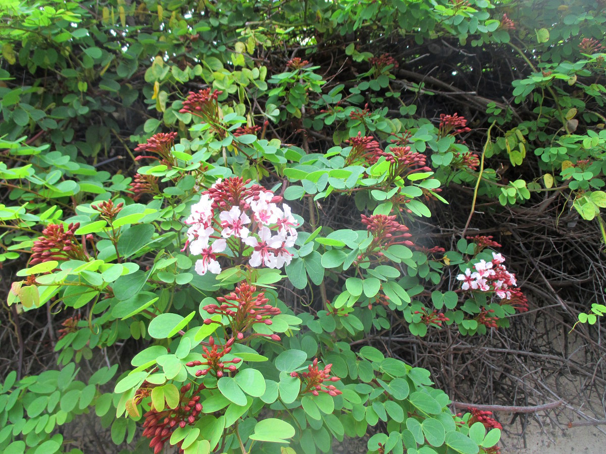 Изображение особи Bauhinia corymbosa.