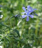 Phlox divaricata. Верхушки побегов с соцветиями. Краснодарский край, Кущёвский р-н, станица Шкуринская, в культуре. 29.04.2010.