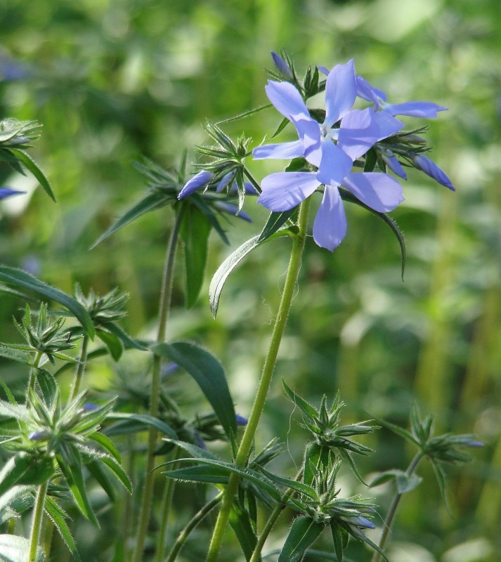 Image of Phlox divaricata specimen.