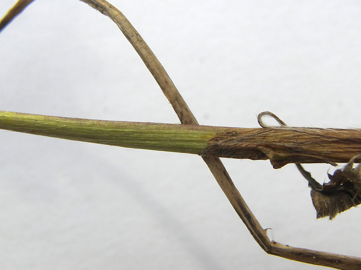 Image of Alchemilla retinervis specimen.