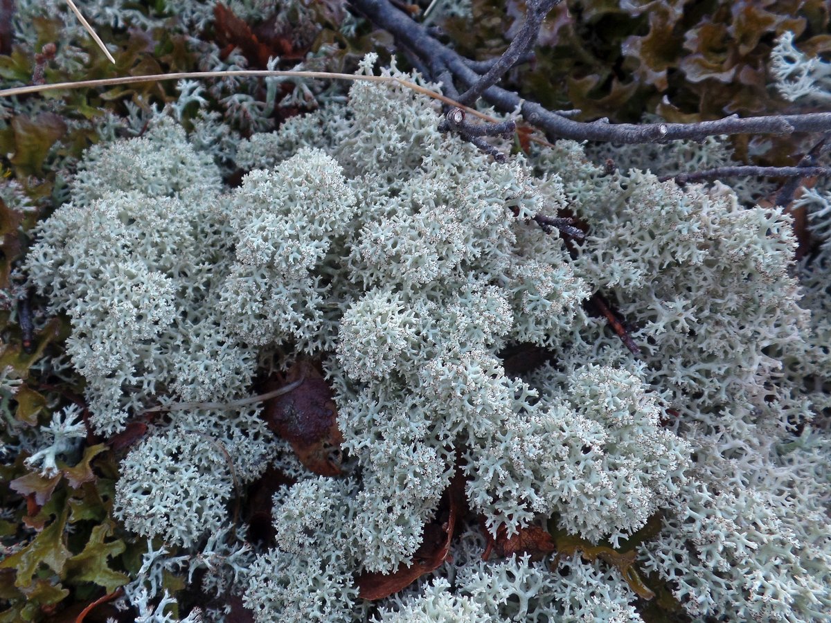 Изображение особи Cladonia portentosa.