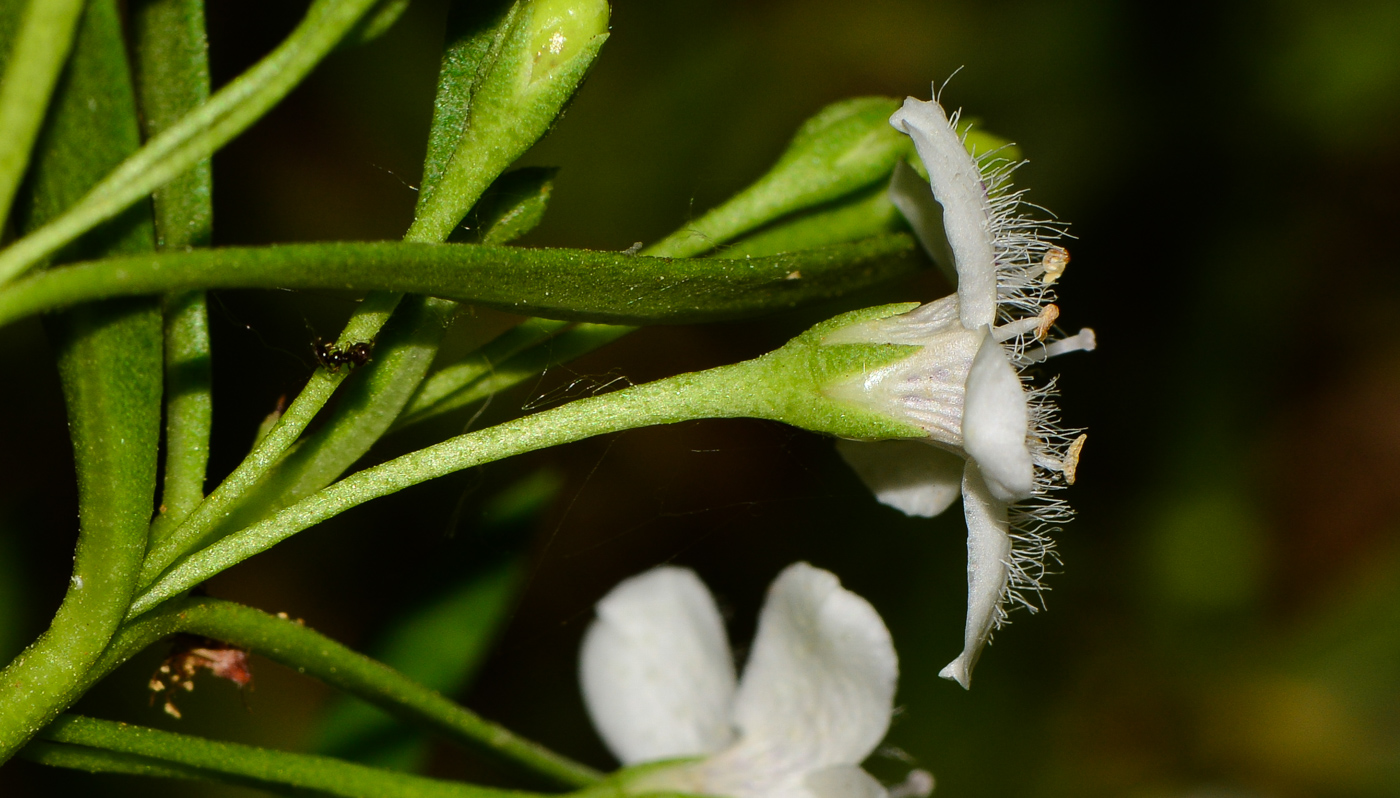 Image of Myoporum parvifolium specimen.