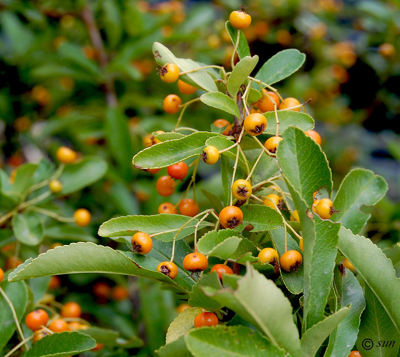 Image of genus Pyracantha specimen.